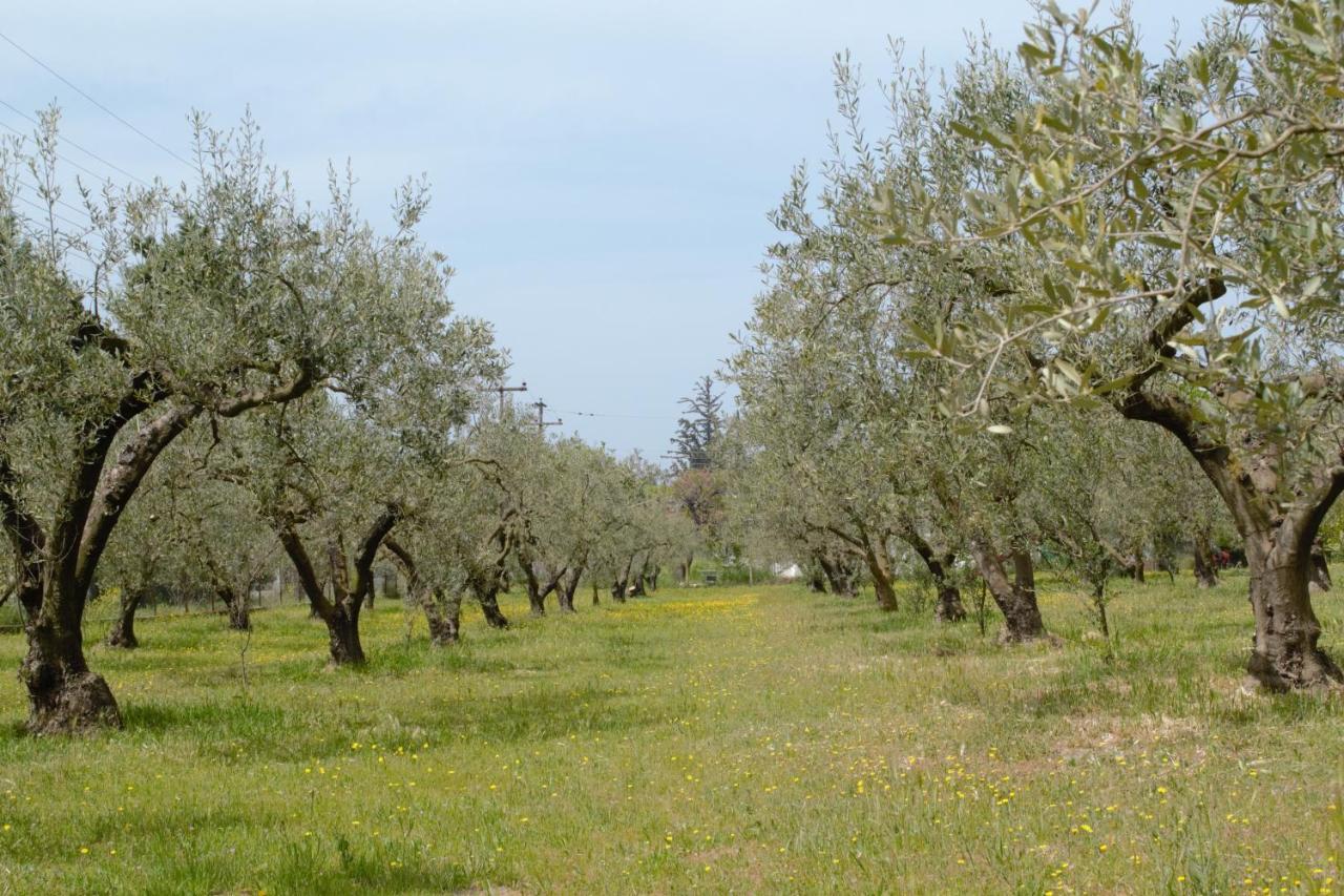 Olivemare Holidays نيا إيراكليا المظهر الخارجي الصورة